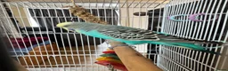 Budgerigars birds for sale: Budgies pair  - Advert 7