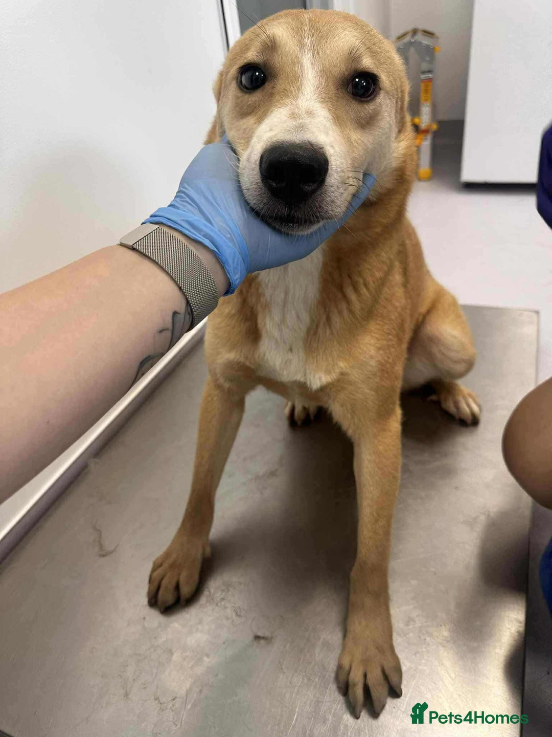 Mixed Breed dogs for adoption: Timid Barney looking for his perfect home!  - Advert 5