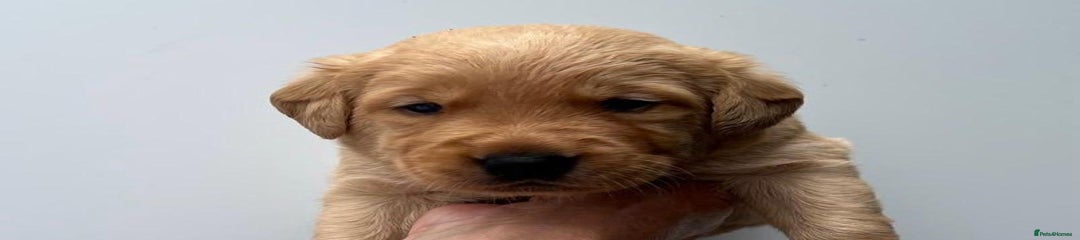 Goldador Puppy 4