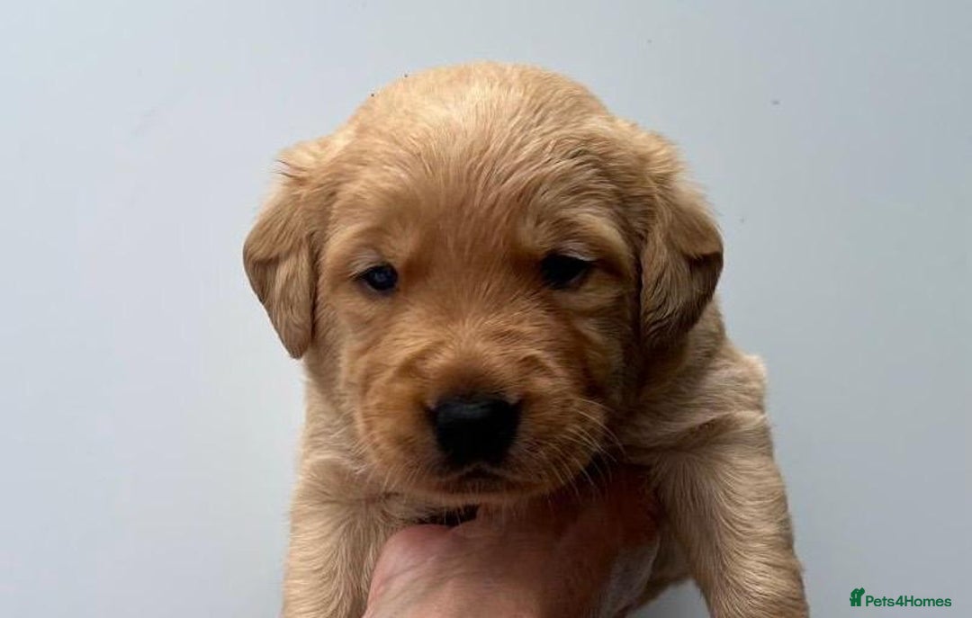 Goldador dogs for sale: F1 Golador puppies for sale  - Image 8