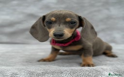 Miniature Dachshund dogs for sale: Kc Reg Miniature Dachshund Puppies  - Image 5