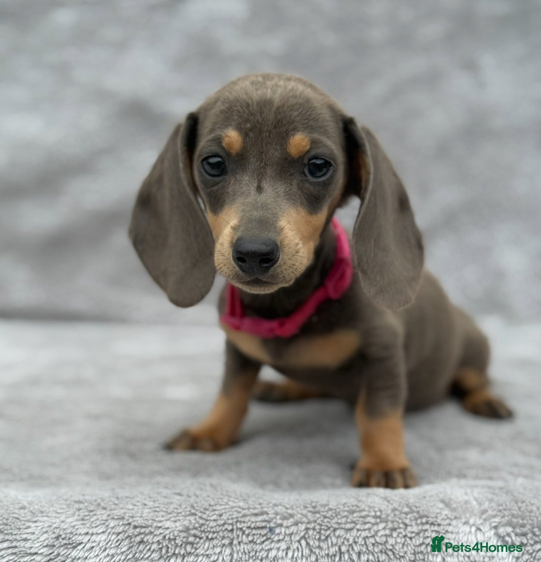 Miniature Dachshund dogs for sale: Kc Reg Miniature Dachshund Puppies  - Image 5