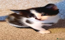 Mixed Breed cats for sale: Beautiful friendly kittens.  - Image 10