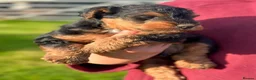 Welsh Terrier dogs for sale: Beautiful Welsh Terrier puppies  - Advert 5