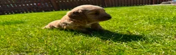 Cockapoo dogs for sale: Toy cockapoo puppies (golden) (tri) super cute - Advert 9