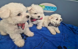 Maltese dogs for sale: Maltese - Image 7