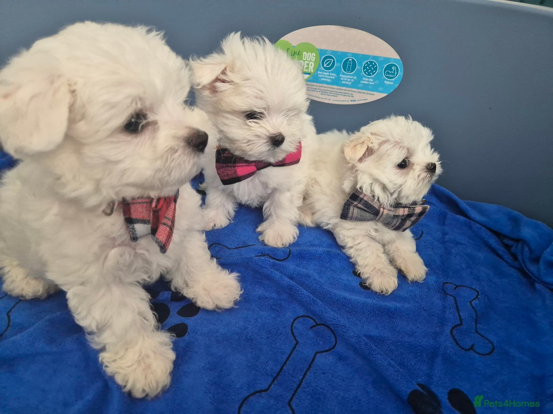 Maltese dogs for sale: Maltese - Image 7