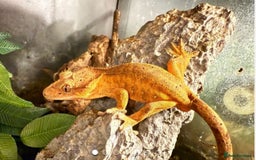 Gecko reptiles for sale: Male Crested Gecko & Bioactive Terrarium  - Image 1