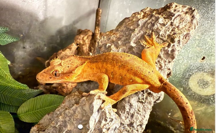 Gecko reptiles - Advert 1