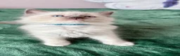 Ragdoll cats for sale: RAGDOLL kittens 3xBOYS, 3xGIRLS - Advert 37
