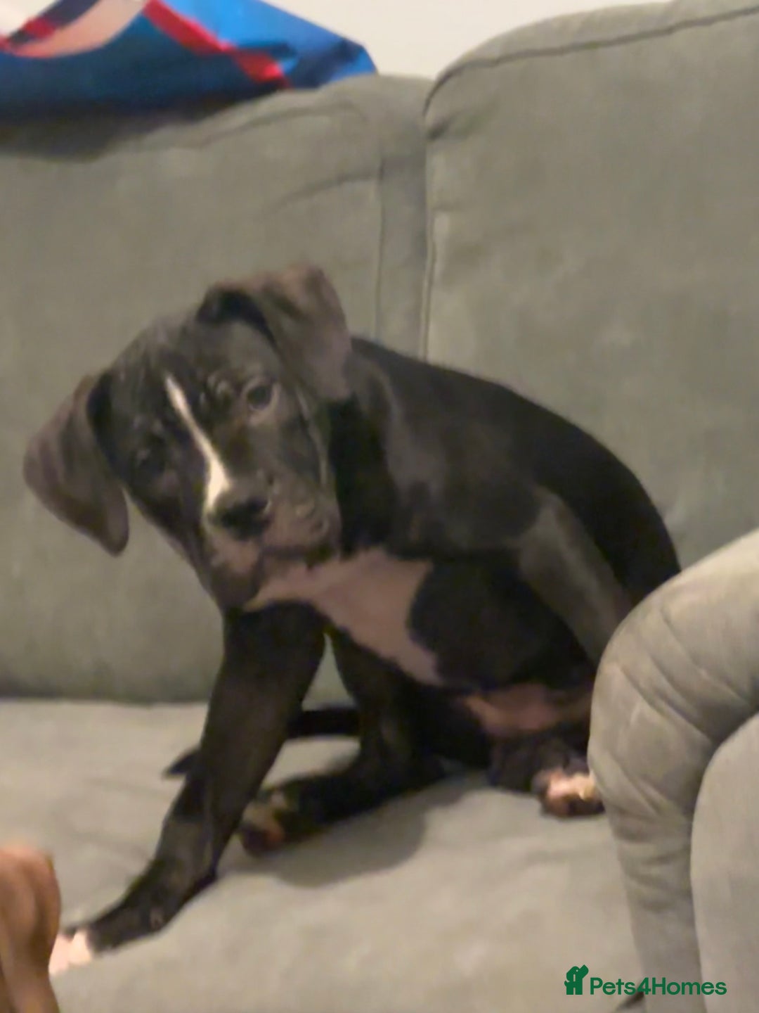 Mixed Breed dogs for sale: Cane Corso x Staffordshire Bull Terrier - Advert 3