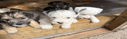 Sealyham Terrier dogs for sale: 4 Sealyham terrier puppy’s  - Advert 6