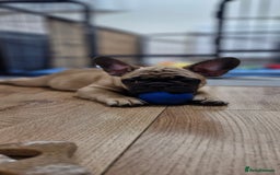 French Bulldog dogs for sale: French Bulldogs - Image 8