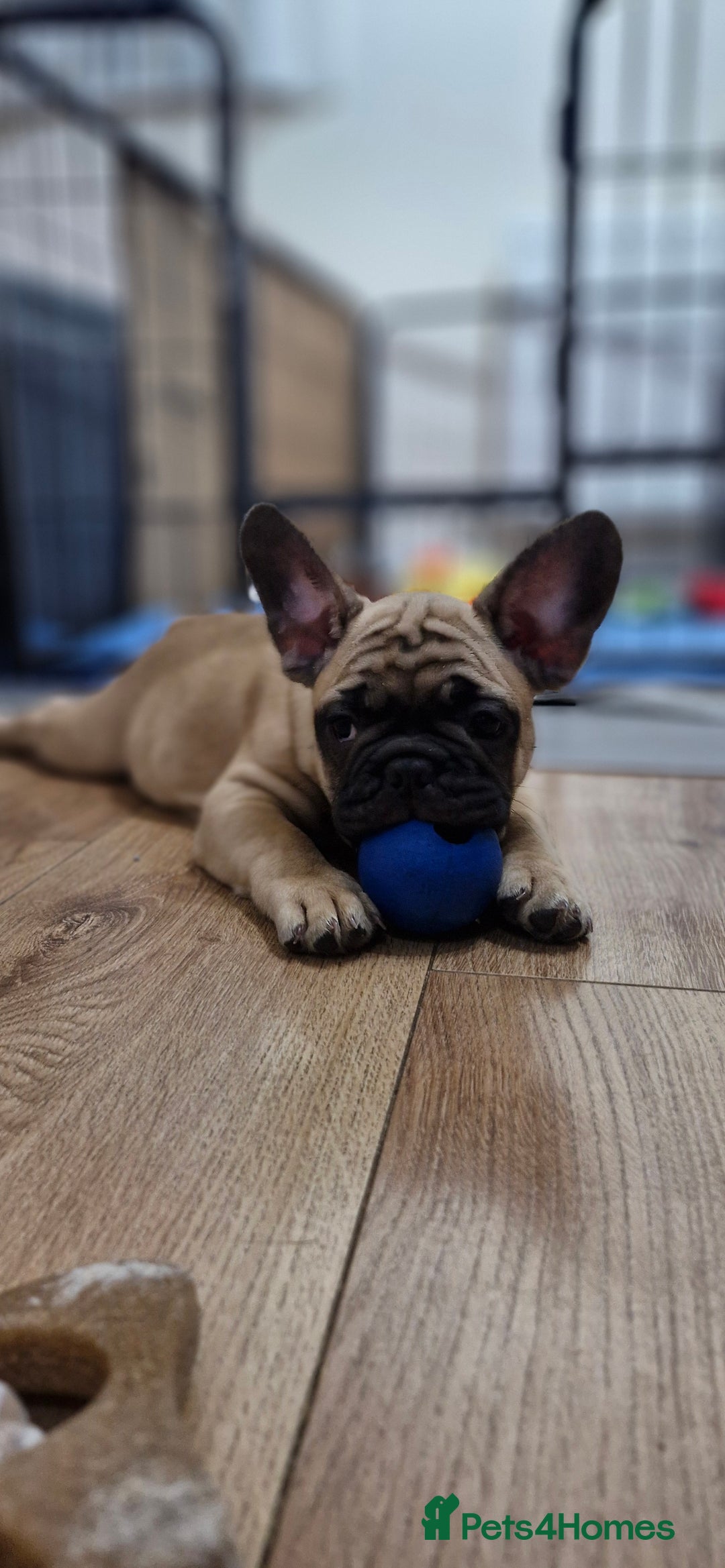 French Bulldog dogs for sale: French Bulldogs - Image 8