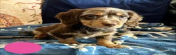 Mixed Breed dogs for sale: Working Cocker Spaniel x Longhair Dachshund - Advert 6