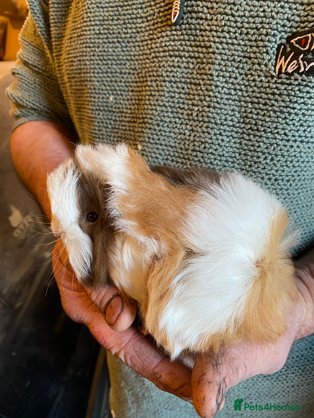 Guinea Pig rodents for sale: Peruvian Guinea pigs  - Advert 11