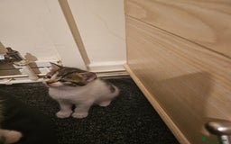 Mixed Breed cats for sale: Adorable ♥️ kittens 😸 😍  - Image 2