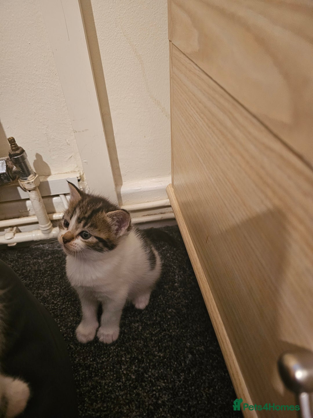 Mixed Breed cats for sale: Adorable ♥️ kittens 😸 😍  - Image 2