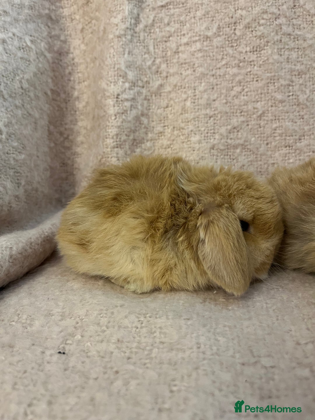 Mini Lop rabbits for sale: Gorgeous mini lops  - Advert 18