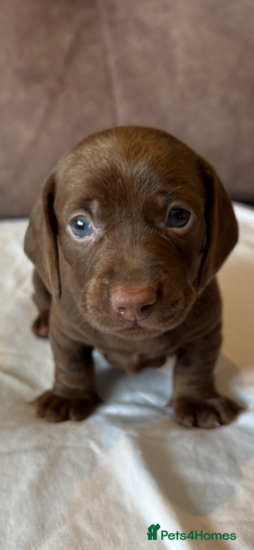 Miniature Dachshund dogs for sale: 4 Stunning Mini Dachshunds for Sale in Bournemouth - Advert 2