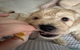 Cockapoo dogs for sale: stunning litter of cockapoo puppies  - Image 15