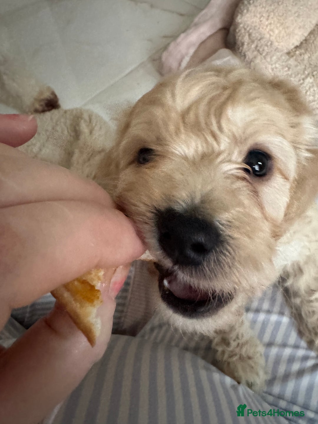 Cockapoo dogs for sale: stunning litter of cockapoo puppies  - Image 15