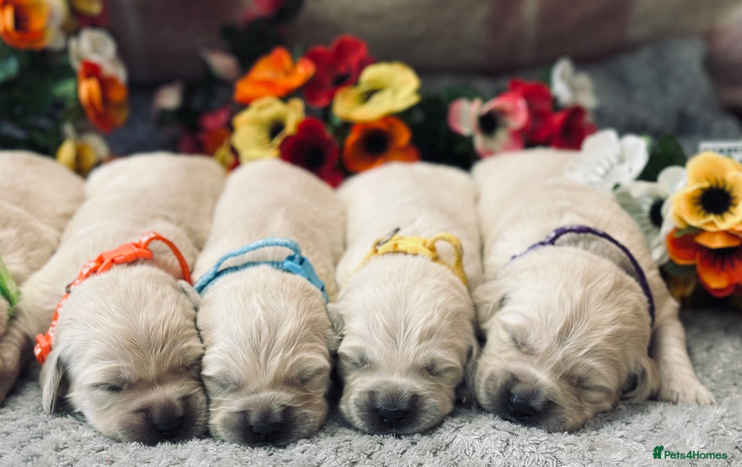 Golden Retriever dogs for sale: Fully health tested clear golden retriever puppies - Image 21