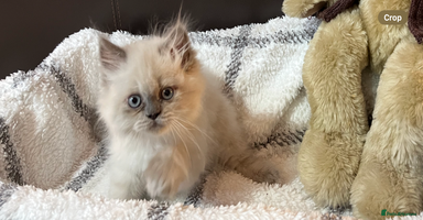 Persian cats - Advert 3