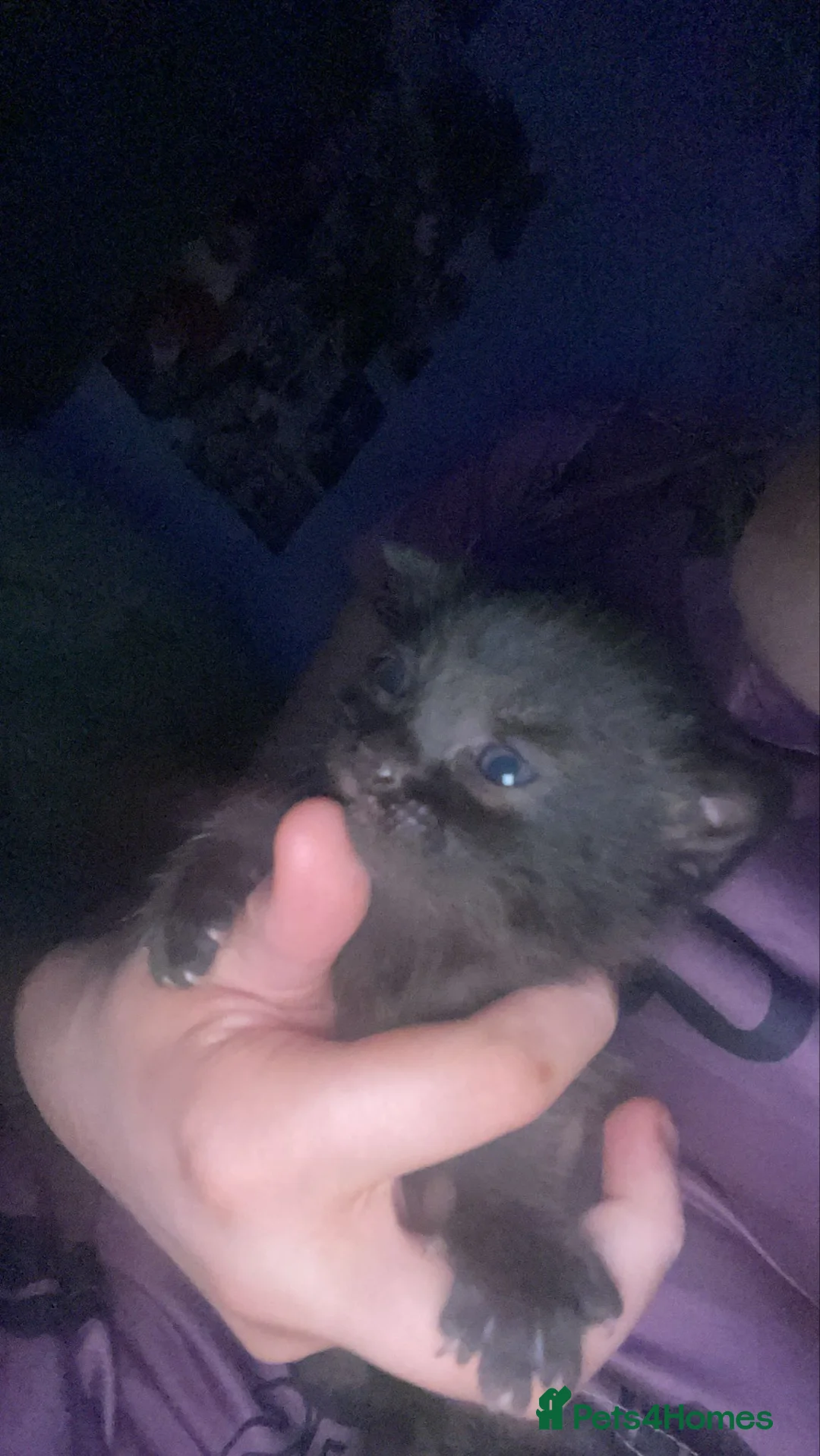 Mixed Breed cats for sale: Kittens  - Advert 7