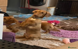Miniature Dachshund dogs for stud: Cream Male for stud  in Waterlooville - Image 6
