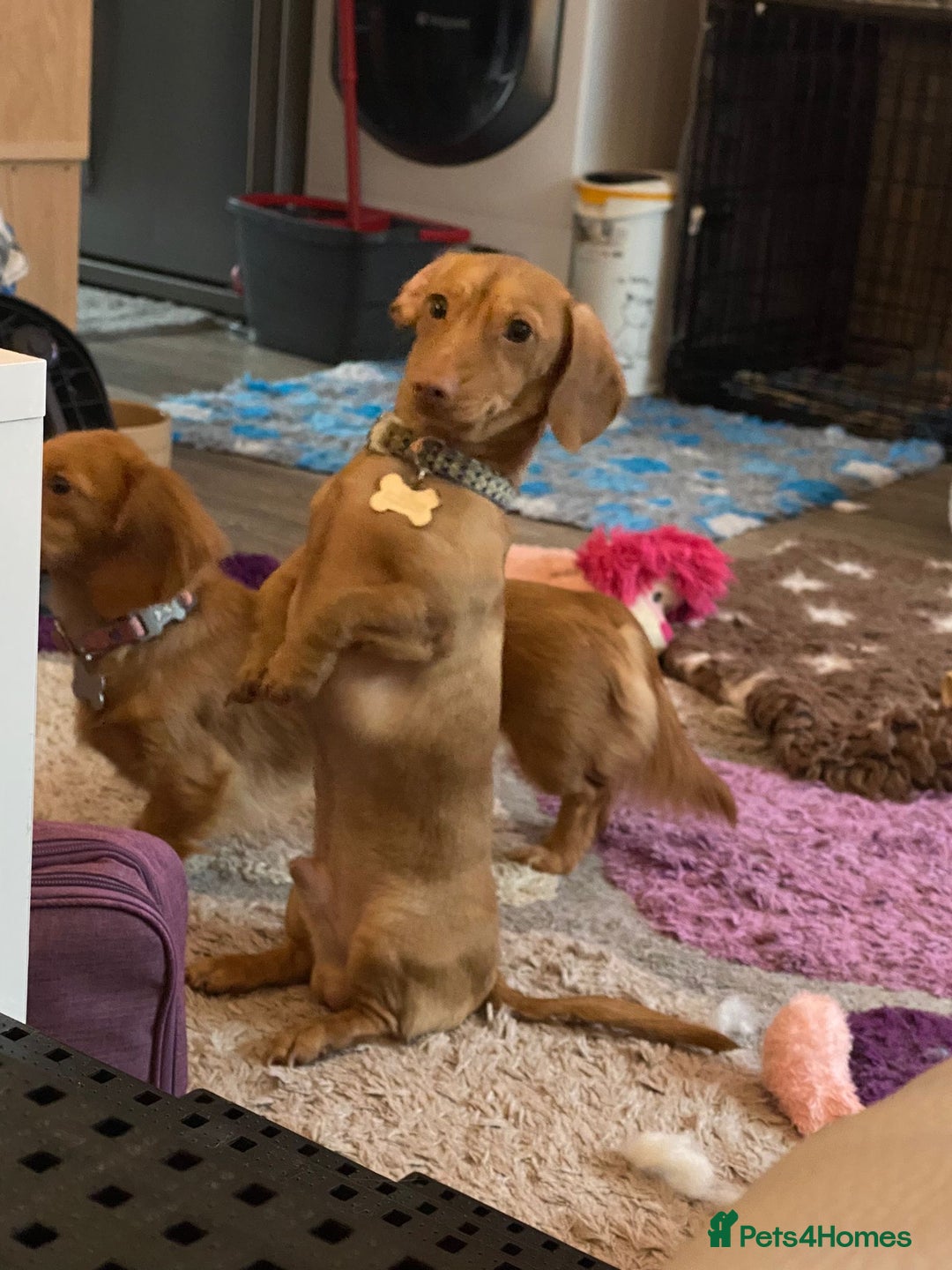 Miniature Dachshund dogs for stud: Cream Male for stud  in Waterlooville - Image 6
