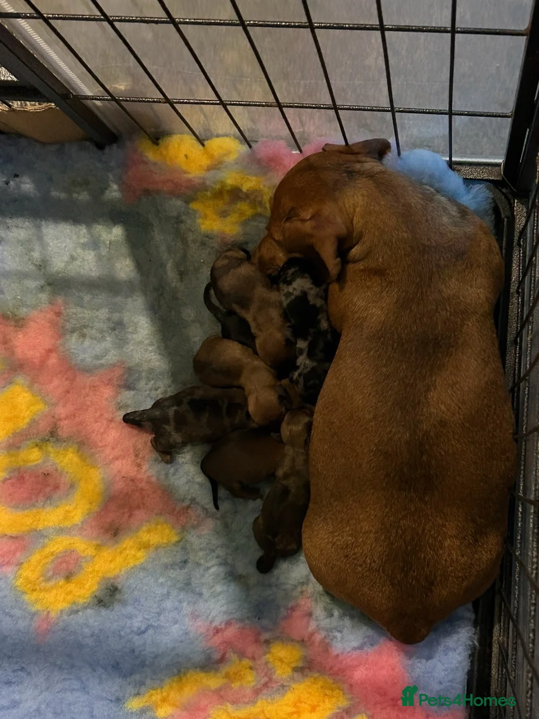 Miniature Dachshund dogs for sale: Tiny MINATURE red dapple Dachund Bitch in Bishop Auckland - Advert 7