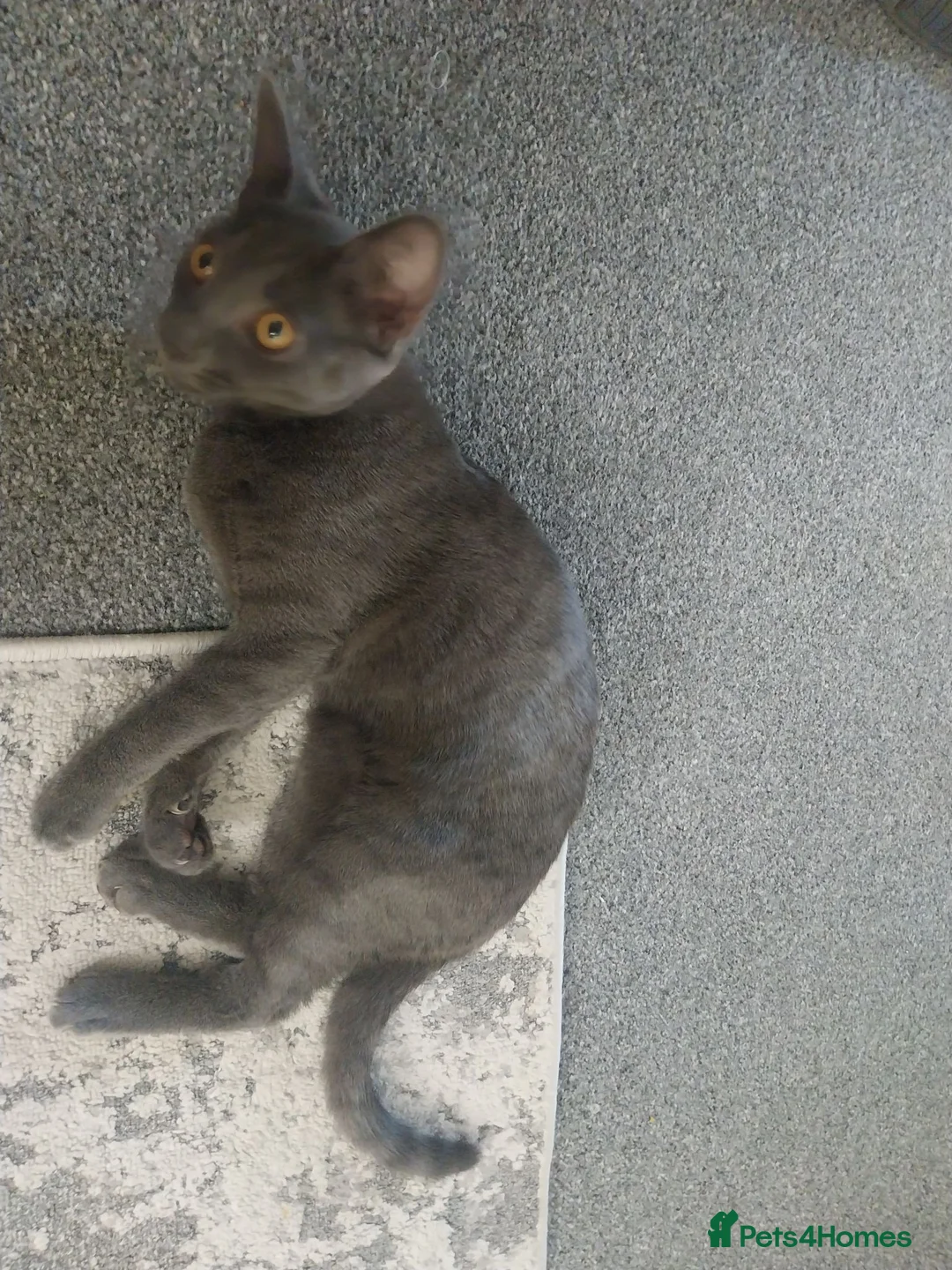 Bengal cats for sale: Blue Russian x bengal  - Advert 2