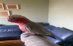 Parrots birds for sale: Hand Reared Galah Cockatoo - Image 1