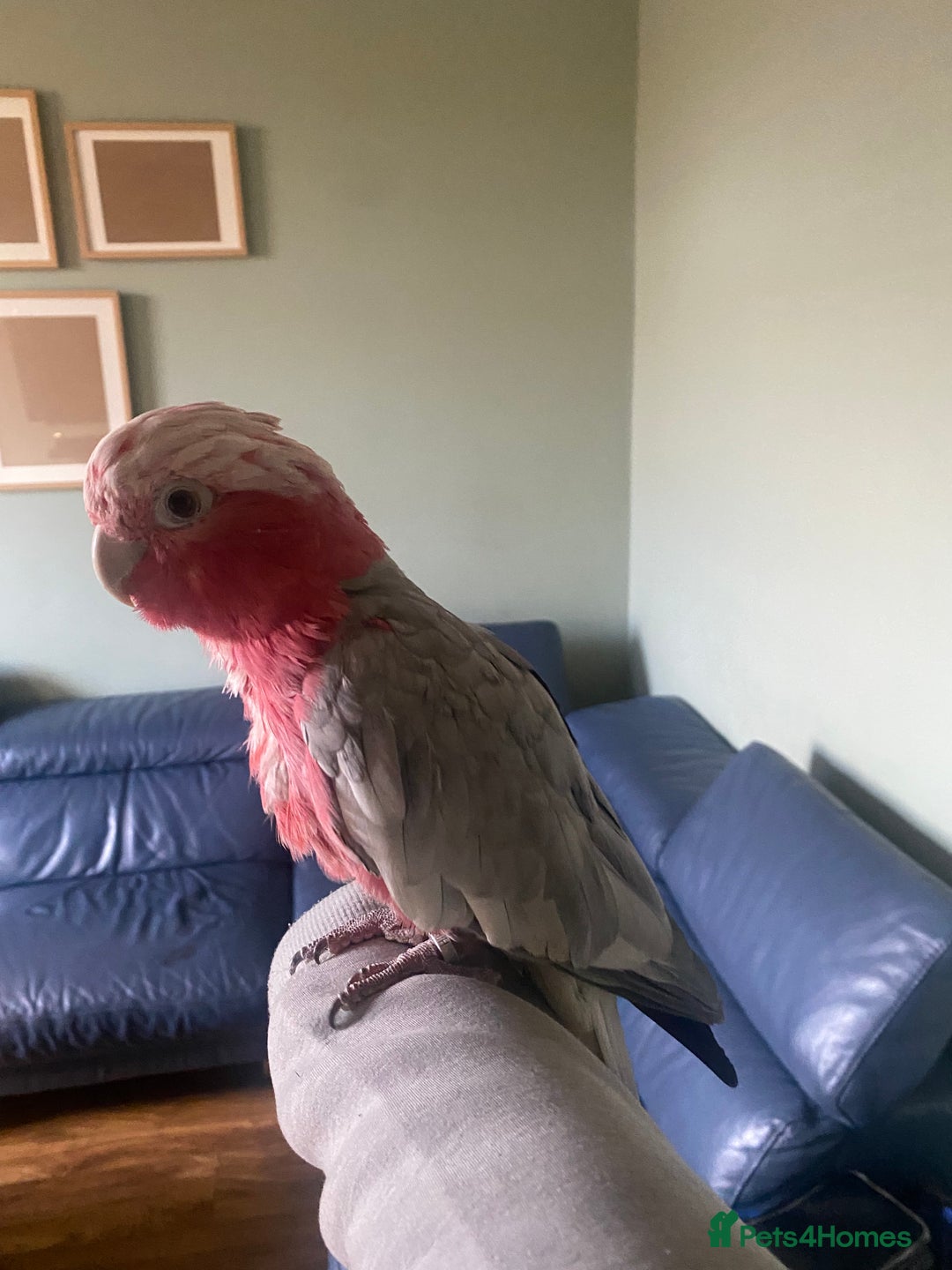 Parrots birds for sale: Hand Reared Galah Cockatoo - Image 1