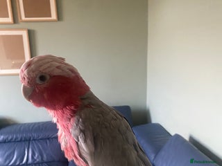 Parrots birds - Advert 23