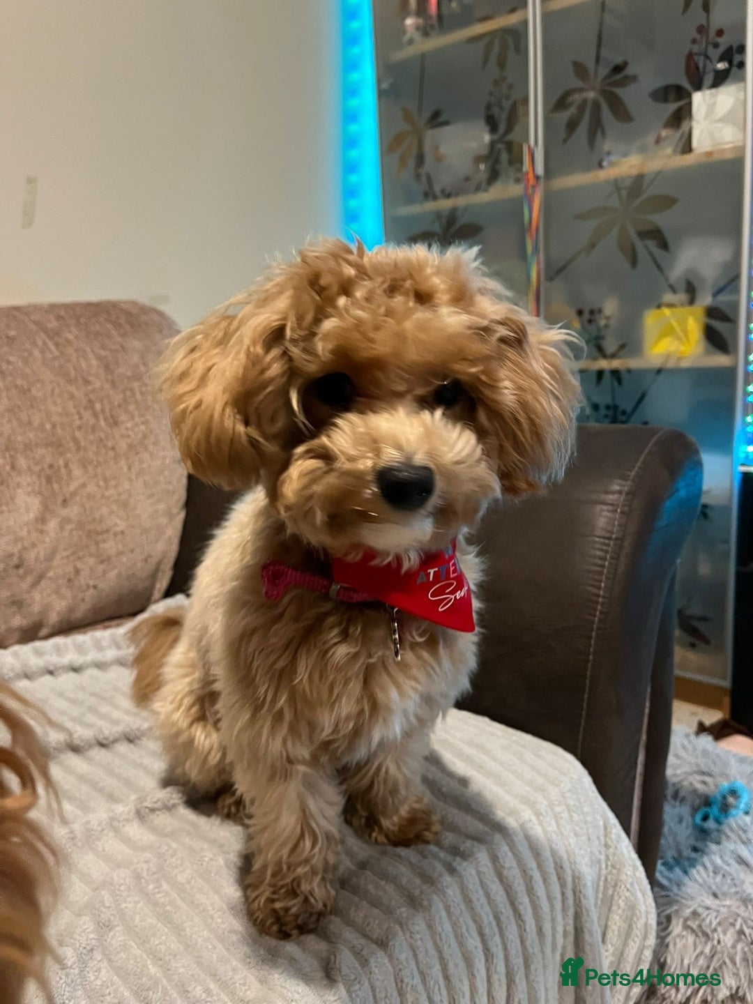Maltipoo dogs for sale: Maltipoo Puppies - Image 15