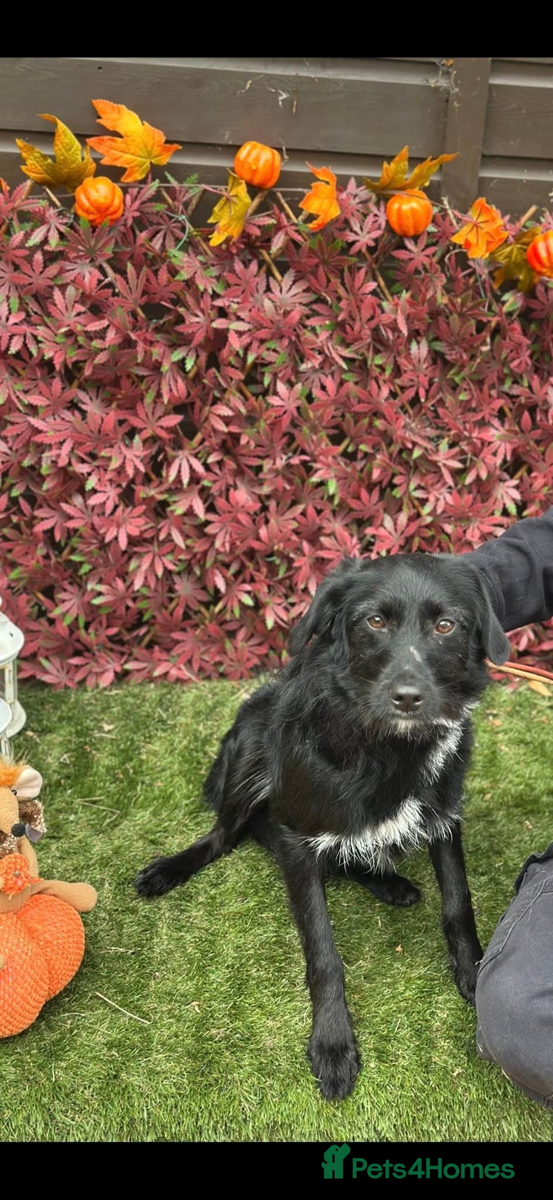 Mixed Breed dogs for adoption: Molly - Image 5