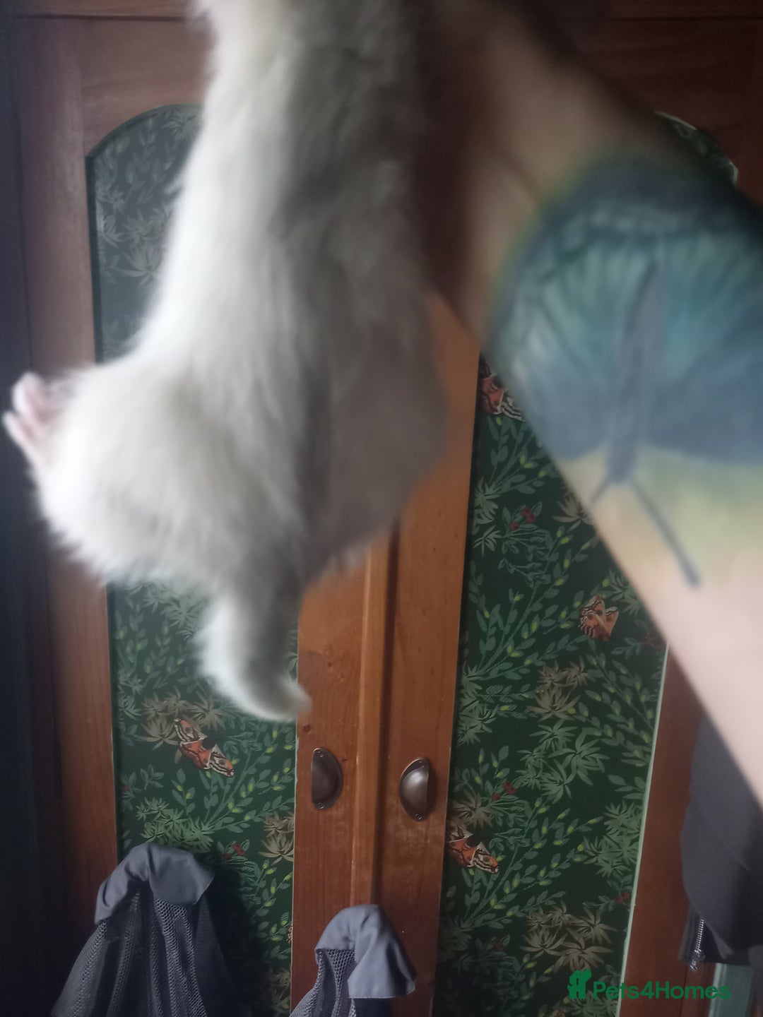 Ferret rodents for sale: Half micro silver hob kit - Image 2