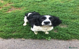 English Springer Spaniel dogs for sale: English Springer Spaniel Puppies - Image 2