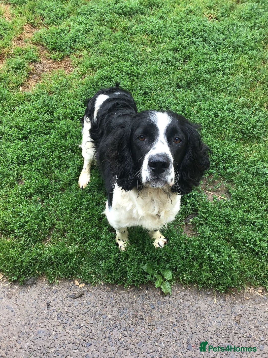English Springer Spaniel dogs for sale: English Springer Spaniel Puppies - Image 2