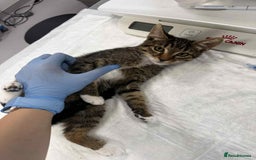 Mixed Breed cats for adoption: Stripes for adoption - Image 4