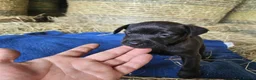 Patterdale Terrier dogs for sale: Patterdale Terriers  - Advert 12