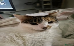 British Longhair cats for sale: Lulu female 2 years old  - Image 4