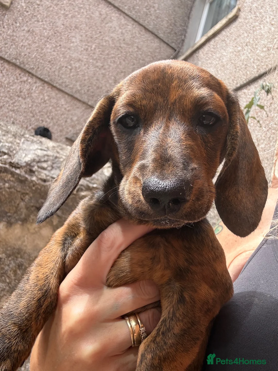 Miniature Dachshund dogs for sale: READY NOW red Brindle boy miniature dachshund  - Advert 1