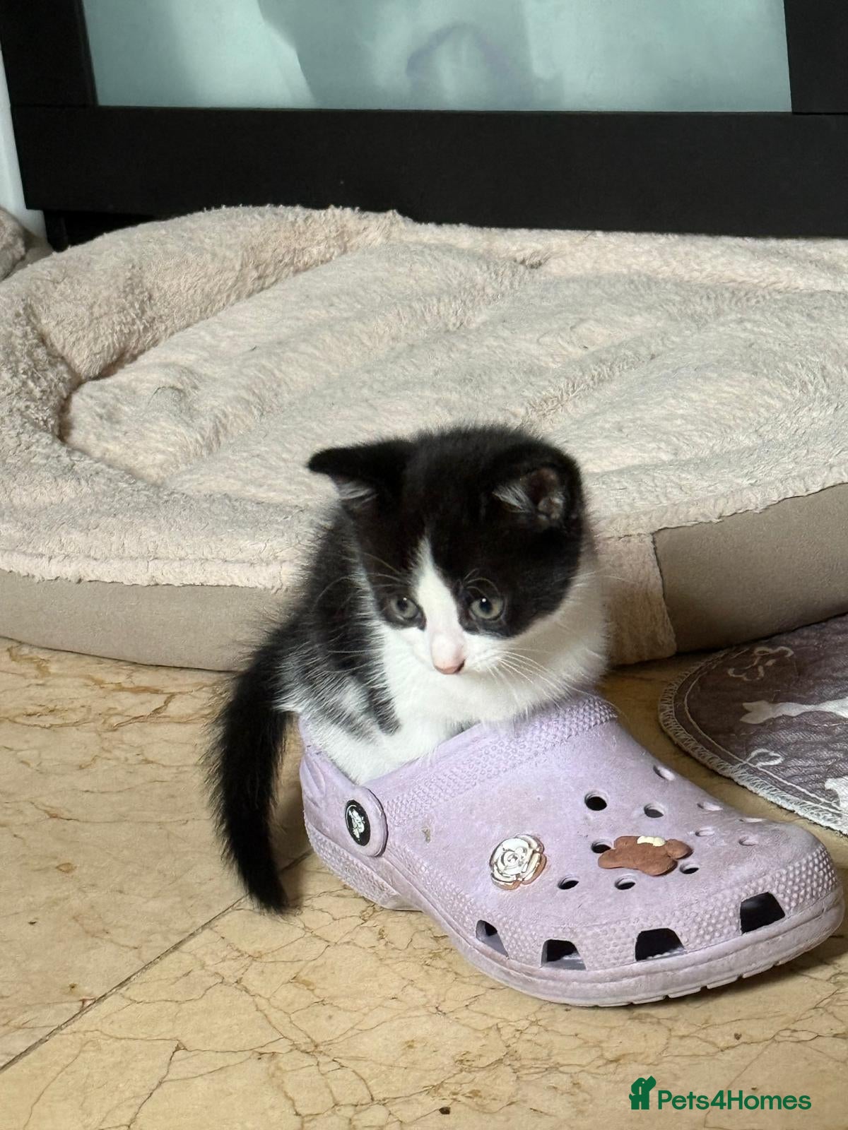 Domestic Shorthair cats Kittens  - Advert 2