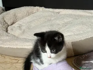 Domestic Shorthair cats Kittens - Advert 1