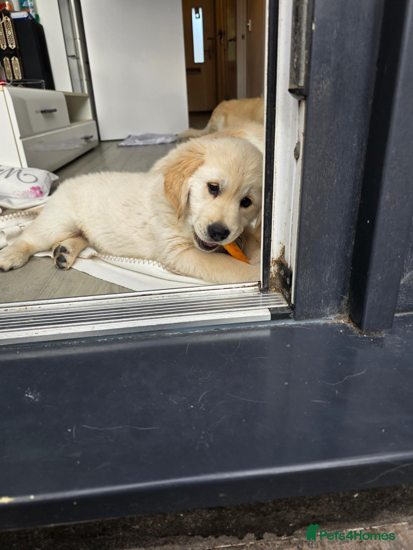 Golden Retriever dogs Lovely Golden retriever puppy  - Advert 2