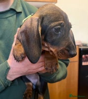 Dachshund dogs FULLY health tested KC wirehair dachshund (Teckel) - Advert 3