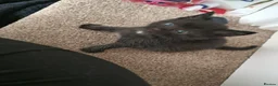 Domestic Shorthair cats for sale: Gorgeous tuxedo and mixed litter - Advert 22
